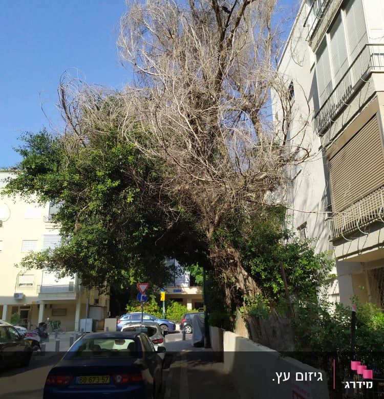 עץ יבש עם ענפים זקוקים לגיזום ברחוב עירוני